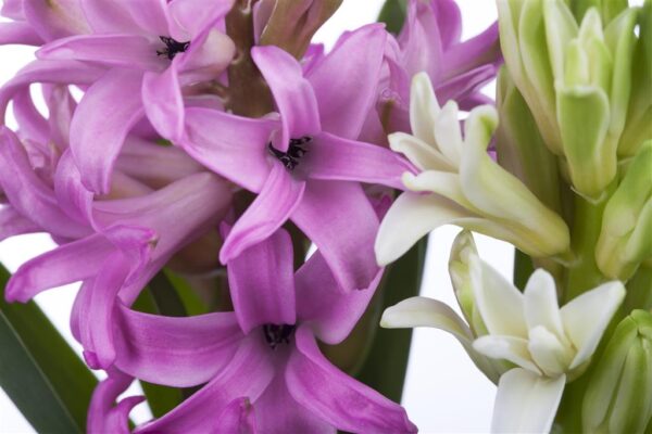 Hüatsint P7 erinevad