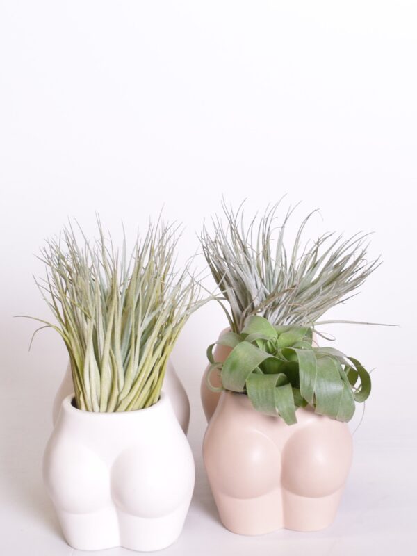 Tillandsia/õhulill potis naisekeha P11