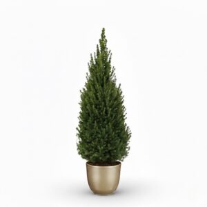 Kanada kuusk ‘Perfecta’ P27 90cm