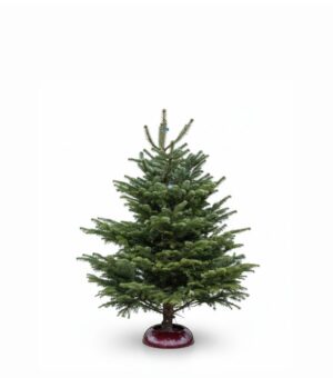 Kaukaasia nulg Nordmann Standard 150-175cm