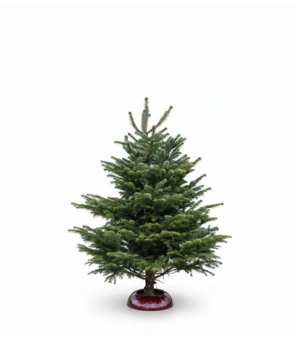 Kaukaasia nulg Nordmann Standard 150-175cm