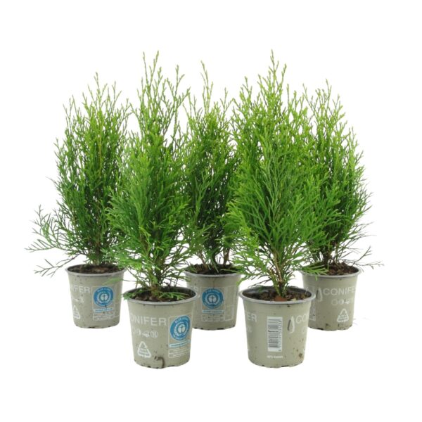 Harilik elupuu 'Smaragd' P9