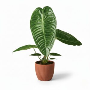 Flamingolill P12 (veitchii)