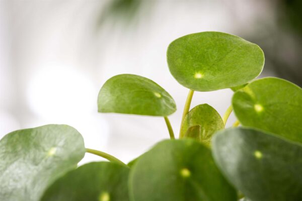 Kilp-piilea P12