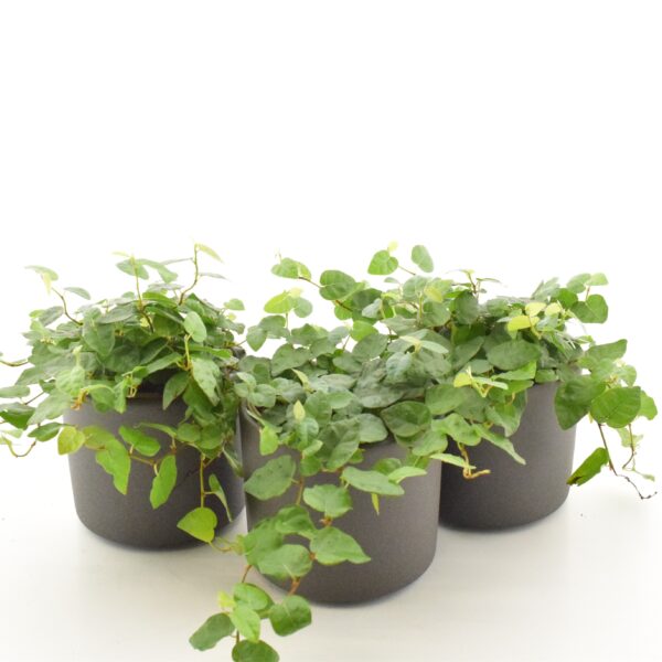 Roomav viigipuu 'Sunny Green' P9