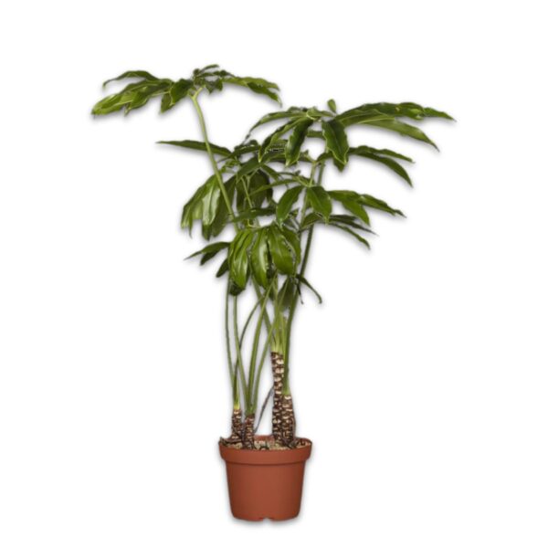 Filodendron 'Funny Bunny' P27 80cm