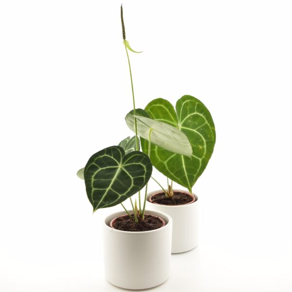 Marmor-flamingolill P12 20cm