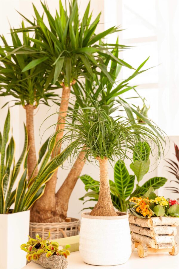 Käändnoliina (bokarna) P19 40cm 1tüvi