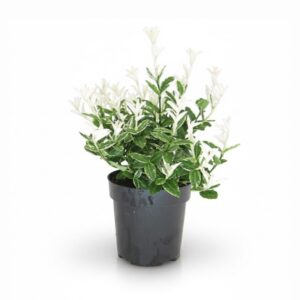 Fortune’i kikkapuu ‘Harlequin’ P9