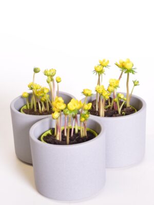 Talvine lumekupp P9/P10