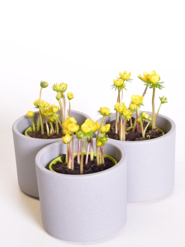 Talvine lumekupp P9/P10