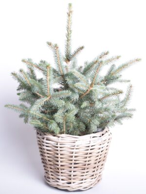 Torkav kuusk ‘Super Blue’ P30 70cm