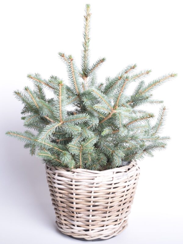 Torkav kuusk ‘Super Blue' P30 70cm