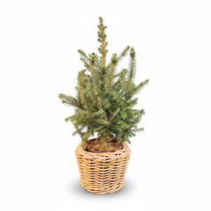 Serbia kuusk P19 50cm potistatud mullapall