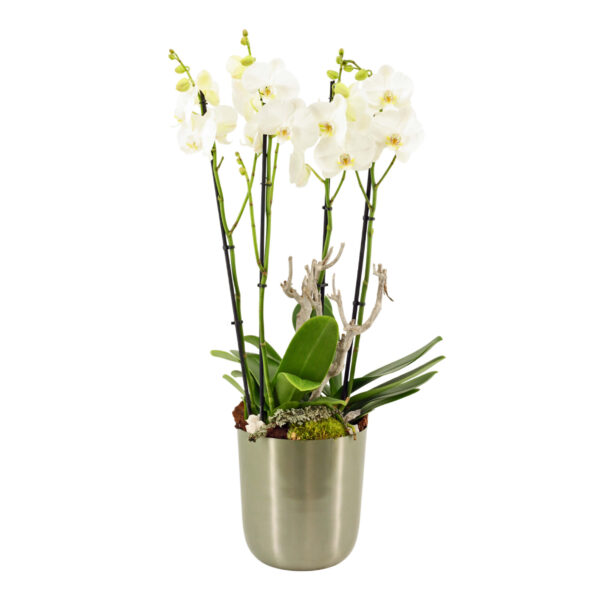 Kuuking 'Xanadu' P20 ümbrispotis