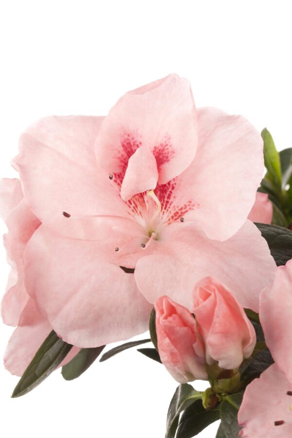 Asalea P17 erinevad savipotis