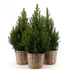 Kanada kuusk ‘December’ P21 50cm korvis