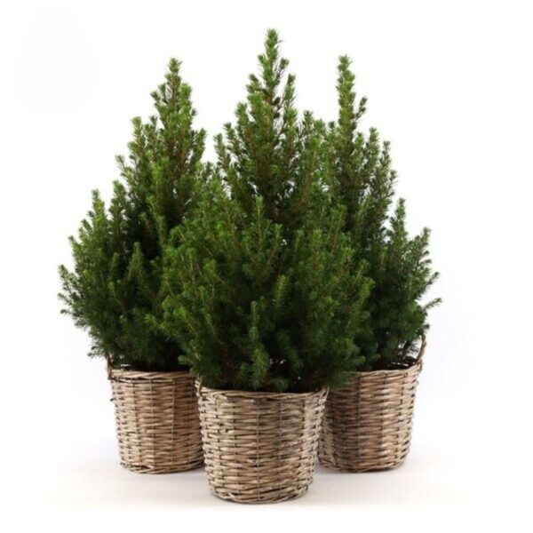 Kanada kuusk 'December' P21 50cm korvis