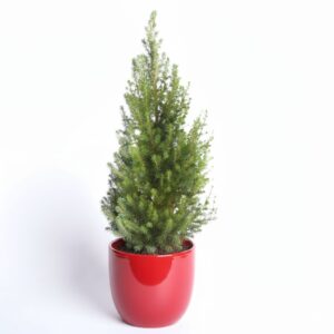 Kanada kuusk ‘Perfecta’ P24 65cm