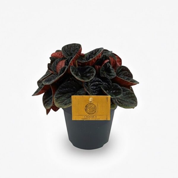 Peperoomia 'Chocolate' P12
