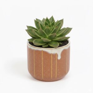 Agaavilehine soomuslehik P10,5