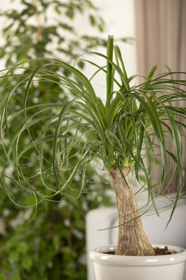 Käändnoliina (bokarna) P25 1 tüvi