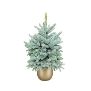 Torkav kuusk ‘Super Blue’ P21 50+cm