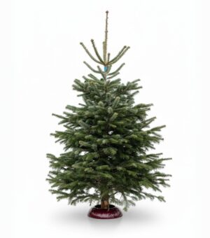 Kaukaasia nulg  Nordmann Premium 200-225cm