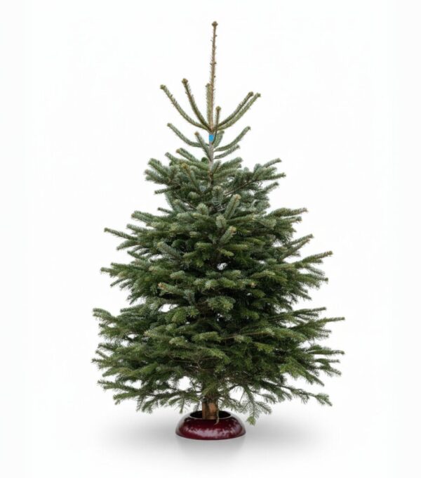 Kaukaasia nulg  Nordmann Premium 200-225cm