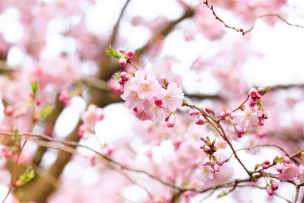 Ilukirsipuu 'Accolade' P26 200cm Eestis kasvatatud