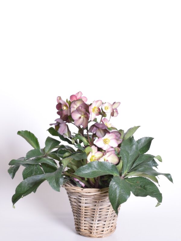 Lumeroos P17 erinevad