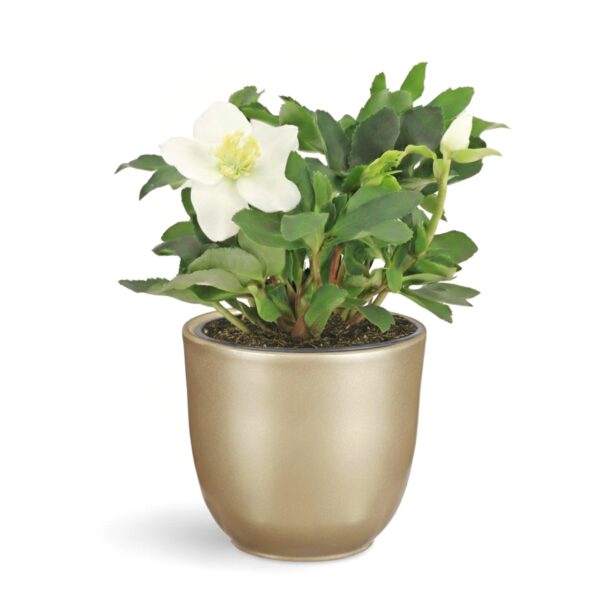 Must lumeroos 'Christmas Carol' P12