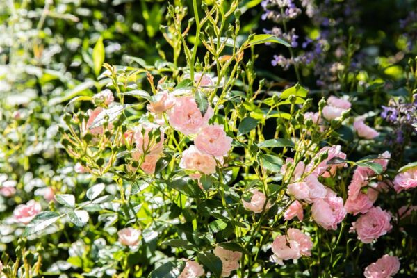 Pinnakatteroos 'The Fairy' P19