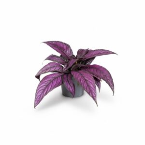 Birma käbiõis ‘Metallica’ P13