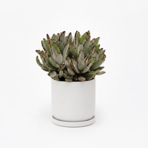 Viltjas kalanhoe P14