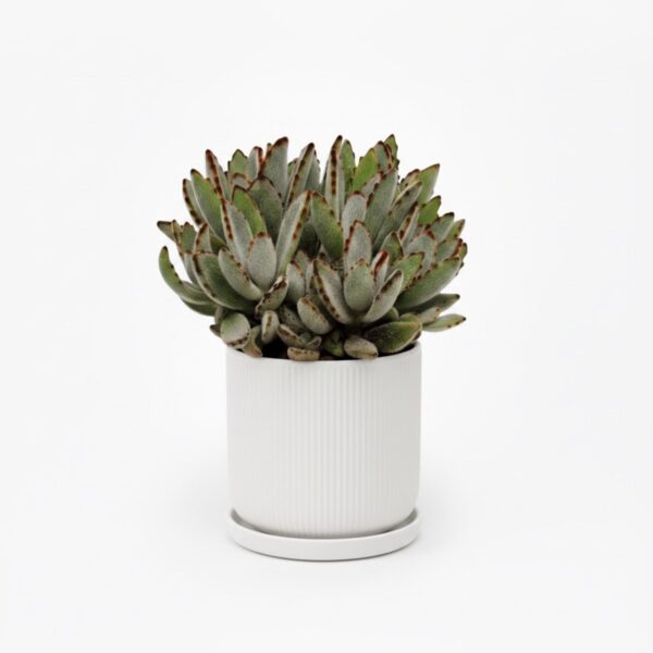 Viltjas kalanhoe P14