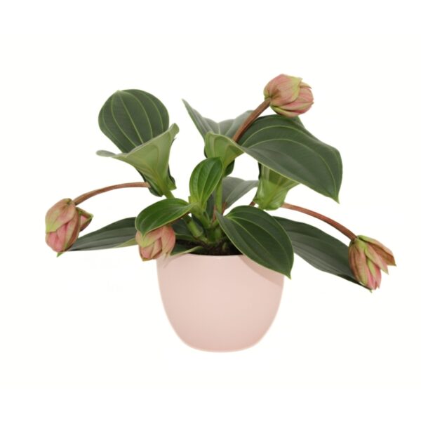 Oivaline korallpõõsas 'Candy' P14