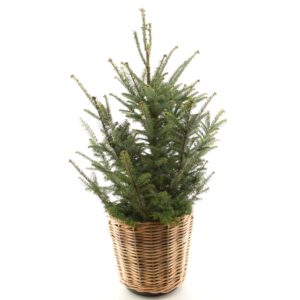 Fraseri nulg P24 80-100cm