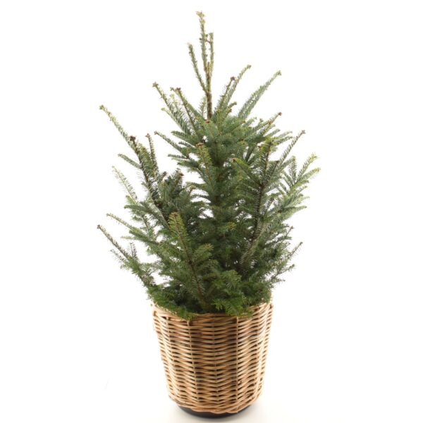 Fraseri nulg P24 80-100cm