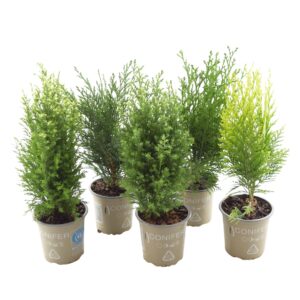 Hooaja okaspuu P9 erinevad