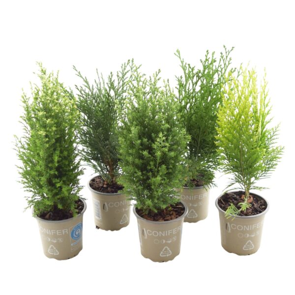 Hooaja okaspuu P9 erinevad