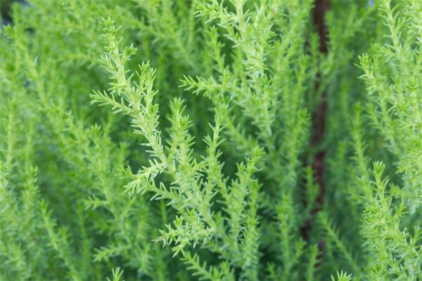 Suureviljaline küpress 'Goldcrest Wilma' P17 püramiid