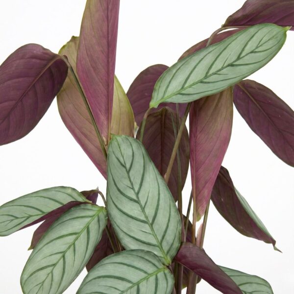 Harjas-sugalill 'Silverstar' P19 50cm