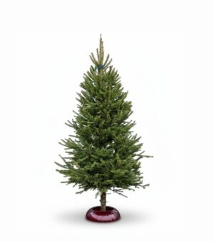 Jõulukuusk 150-200cm