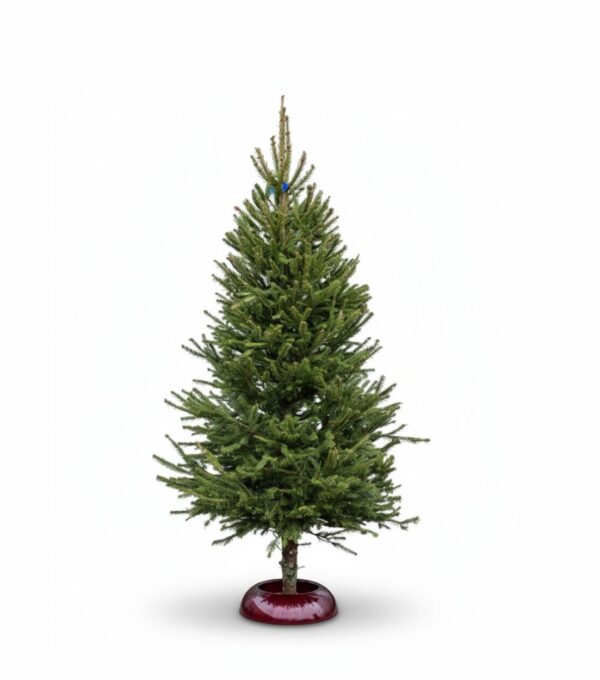 Jõulukuusk 150-200cm