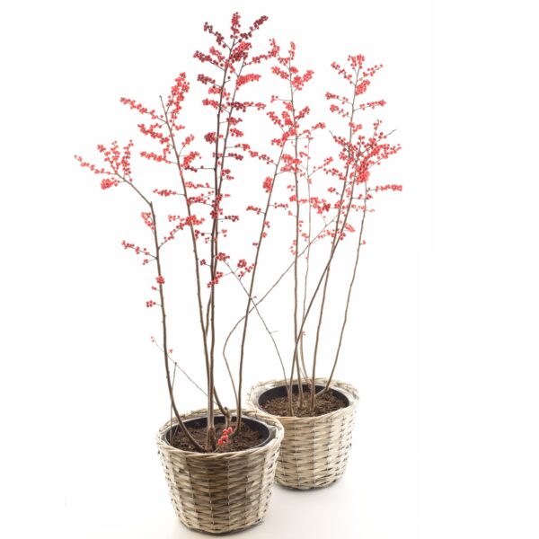 Männas-iileks P23 85cm