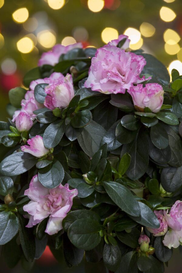 Asalea P13/P14 erinevad