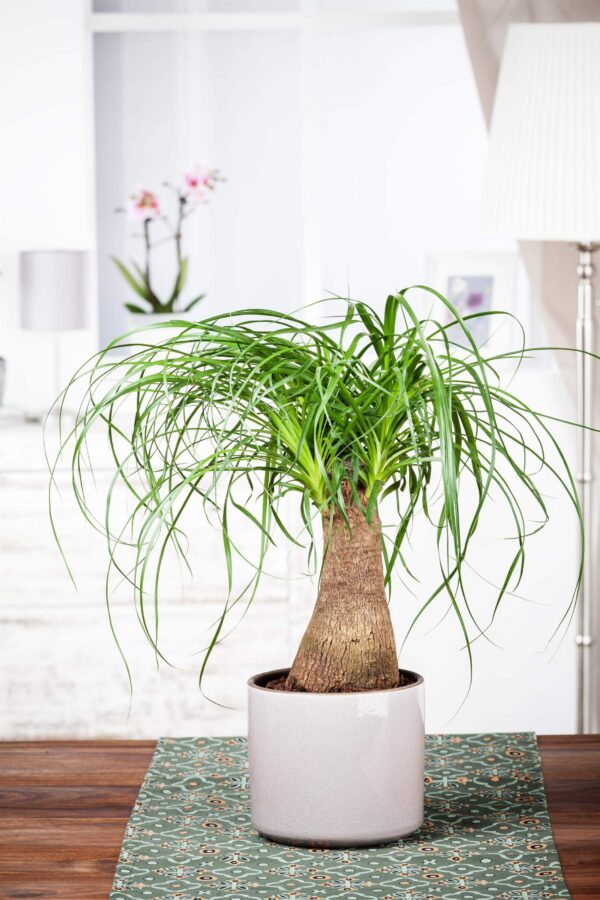 Käändnoliina (bokarna) P17 1tüvi 50cm