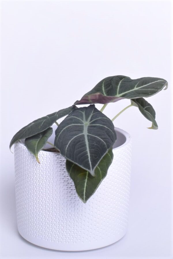 Alokaasia 'Black Velvet' P12 25cm