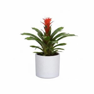 Gusmaania ‘Snowflake’ P9